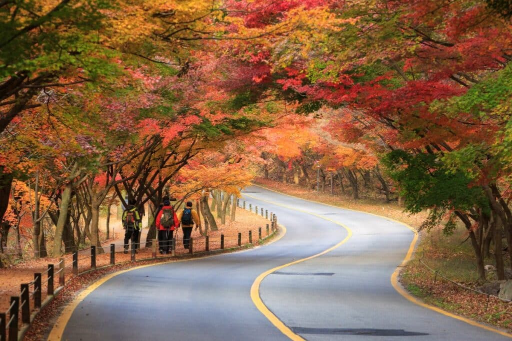 내장산 단풍시기 단풍축제 단풍절정