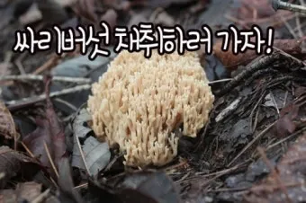 싸리버섯 채취시기종류 정보를 정리_32