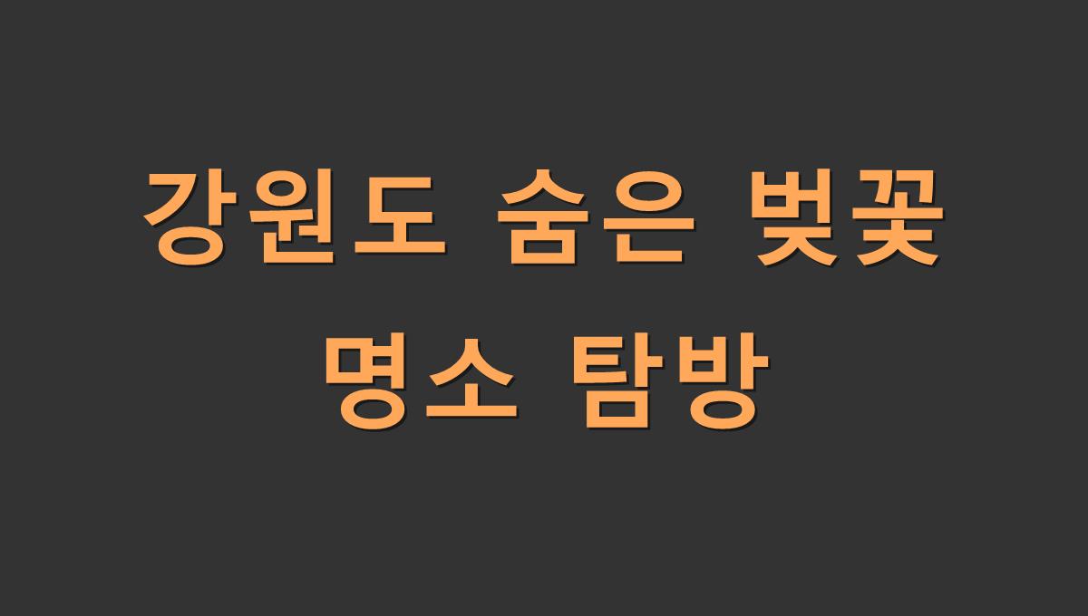 강원도 숨은 벚꽃 명소 탐방