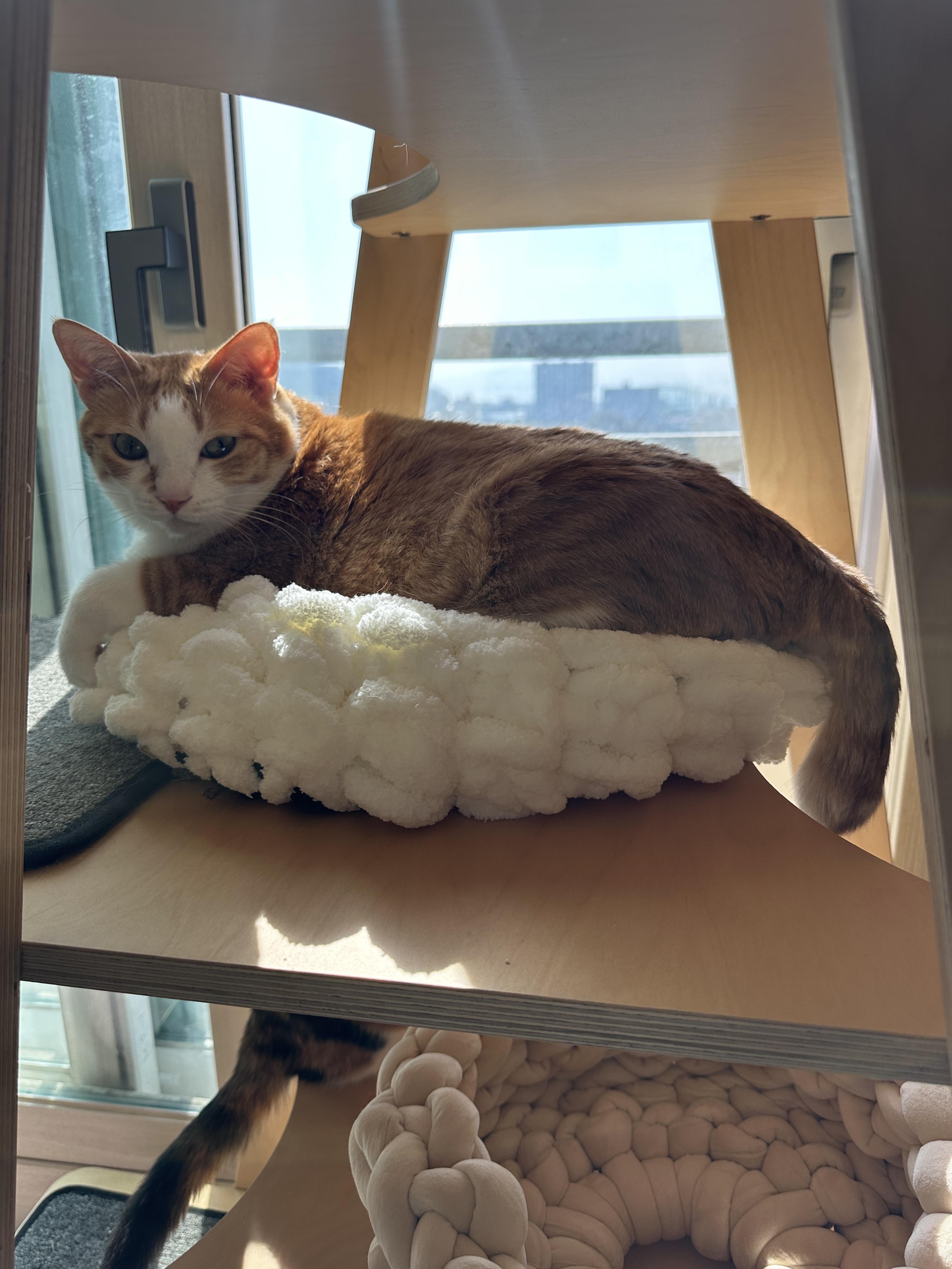 엄마가_만들어준_청키수면사_바구니에_들어가_있는_호야_옆모습