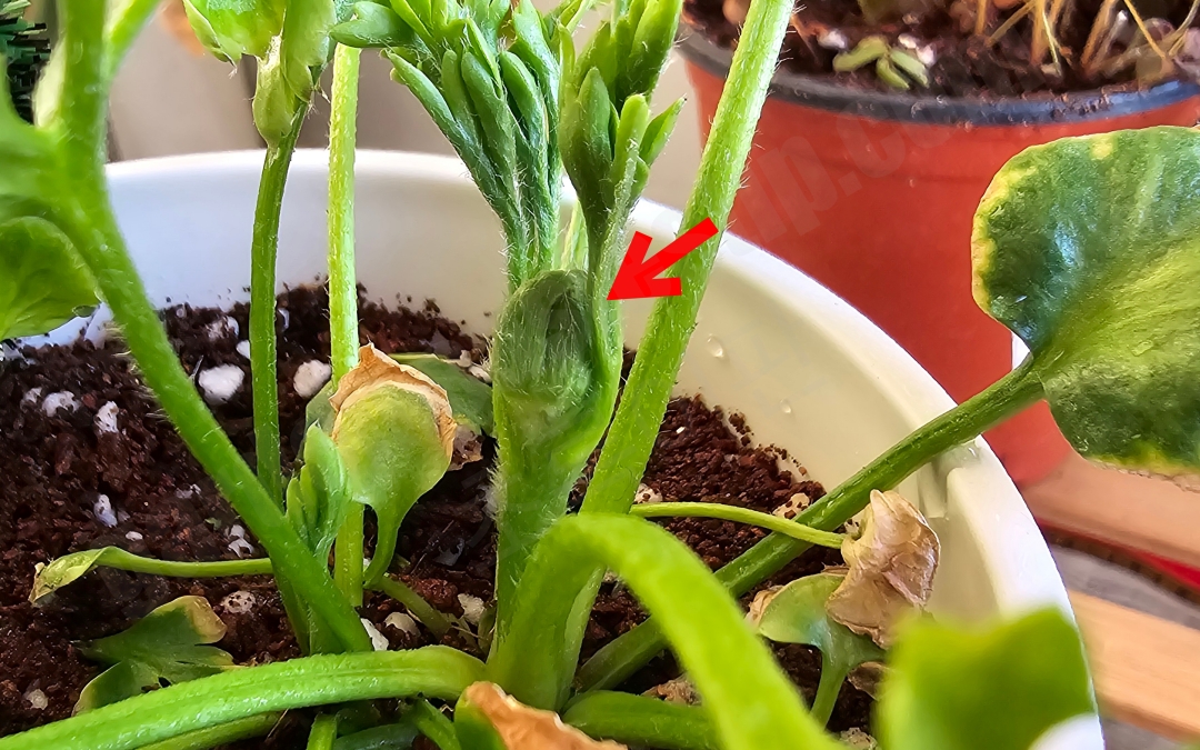 라넌큘러스 꽃봉오리