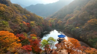 단풍