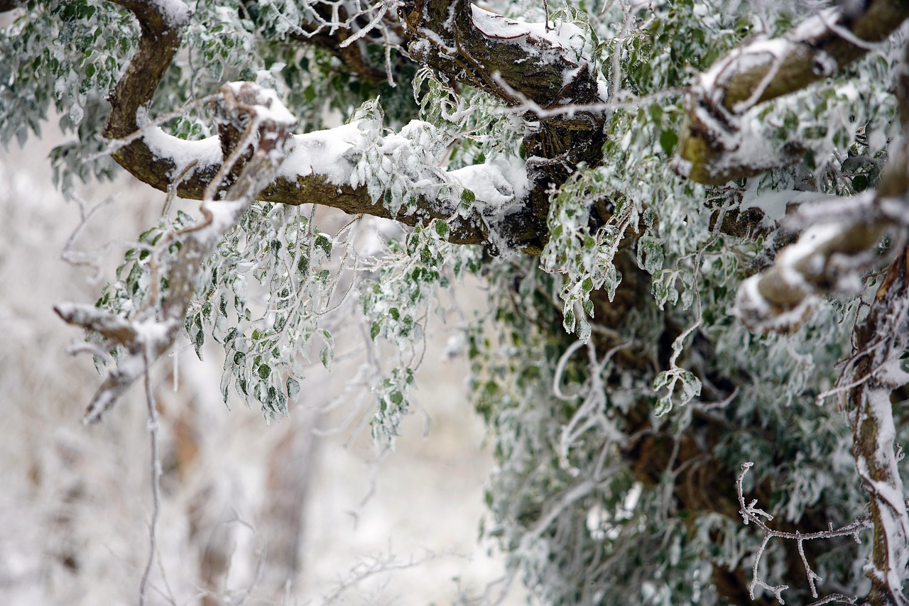 눈 쌓인 나무 사진