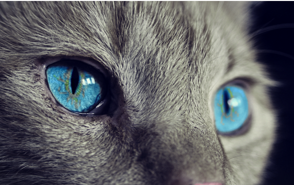 반려묘, 고양이 보험 트렌드