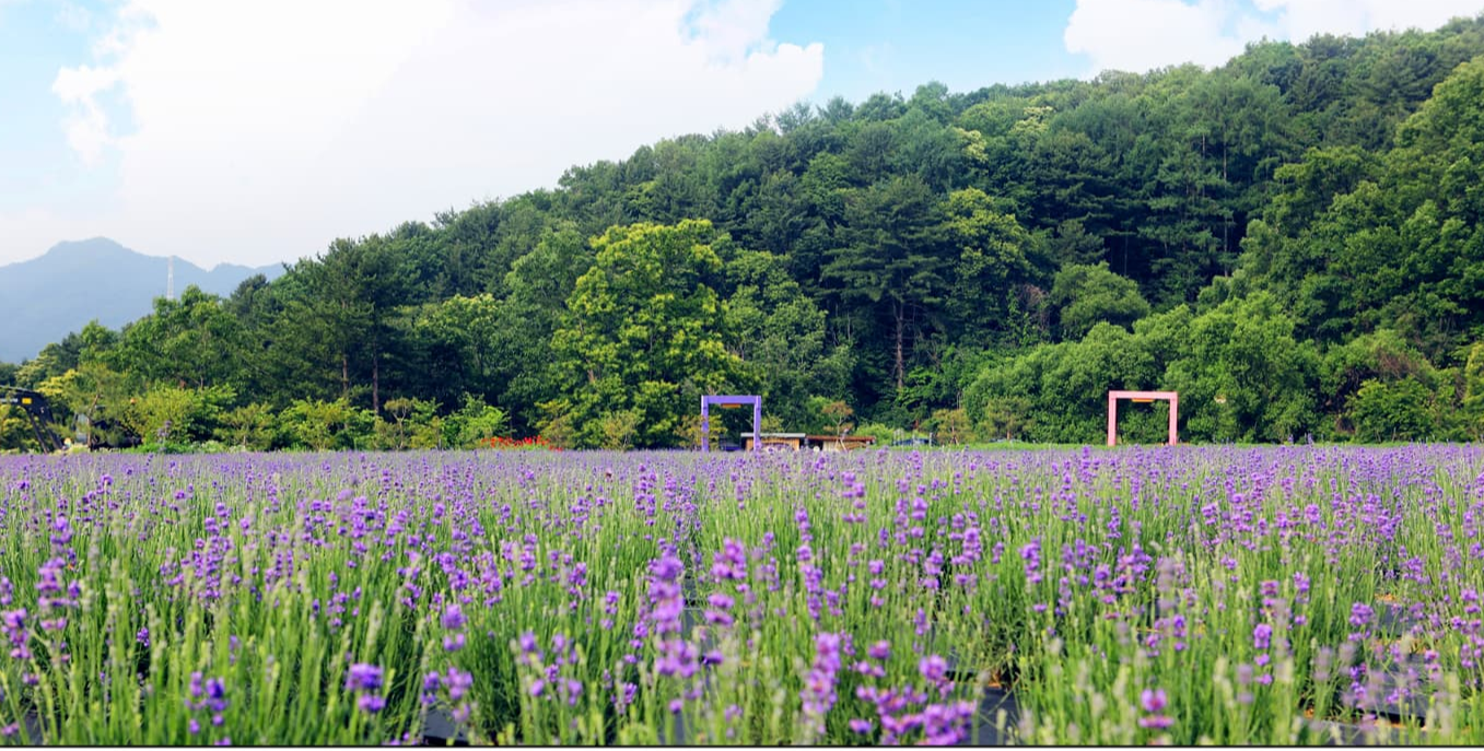 [반려견 동반, 서울 근교 여행지] 포천 허브아일랜드, 반려견과 함께 떠나는 사계절 힐링 여행