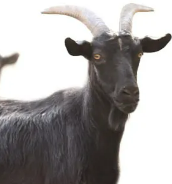 흑염소 진액 섭취 시 주의사항