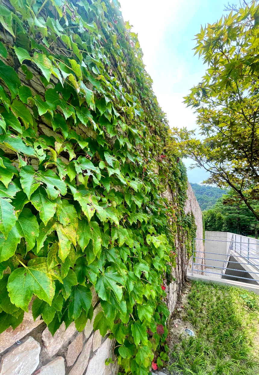 뮤지엄 산 빛의 공간 녹음 충만