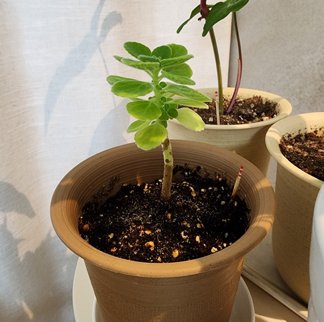 키를 키우고 있는 중인 장미허브