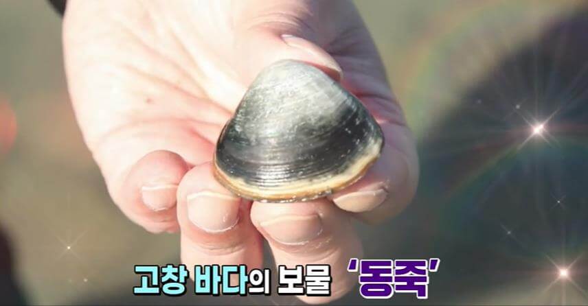 고창-동죽