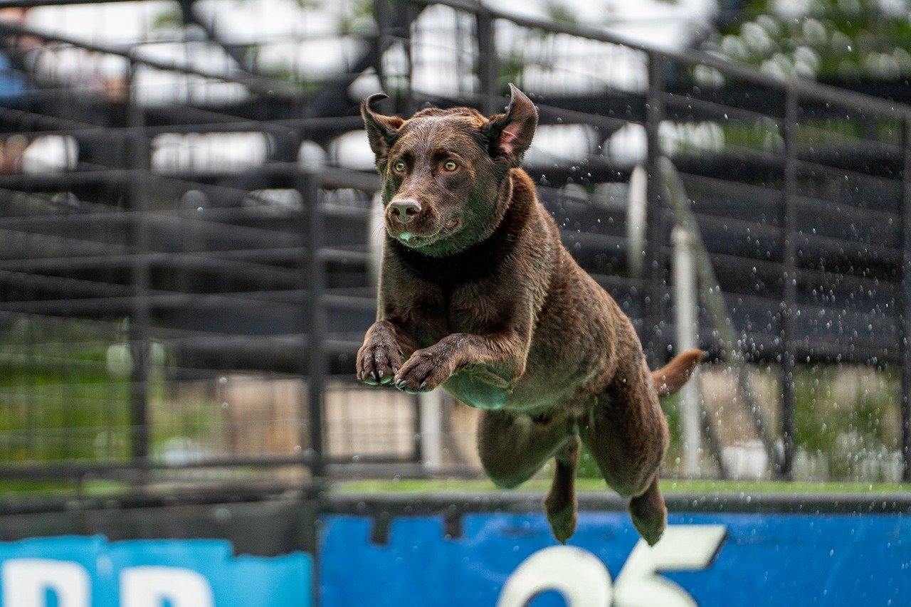 서울 도그스포츠 대회 2025