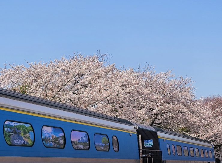 경화역 벚꽃길1
