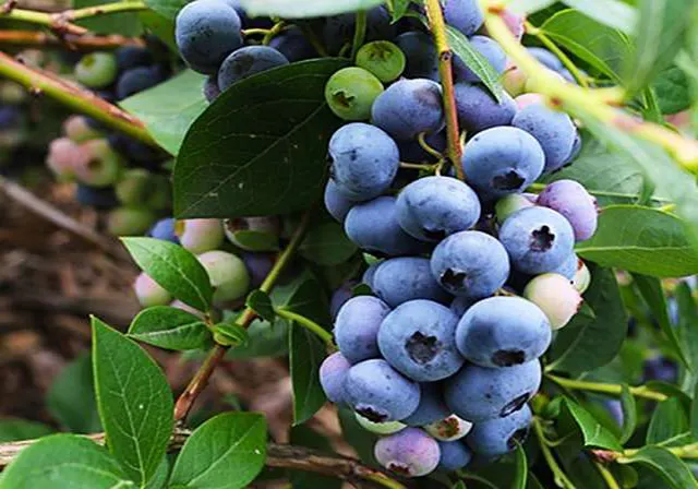 당진상록수베리농원