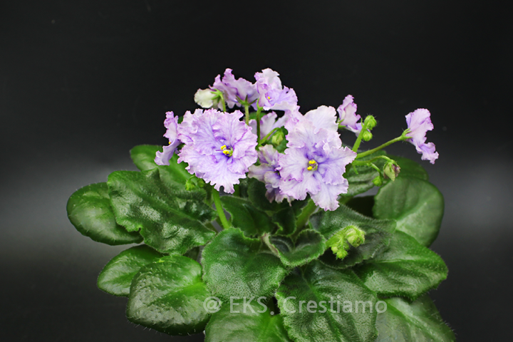 미니바이올렛_크리스마스랩_AfricanViolet_Imp's Christmas Wrap_2