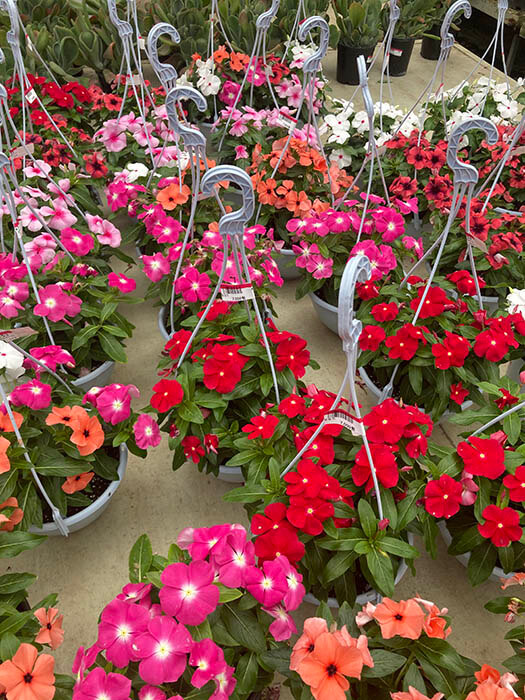 여러색의 일일초