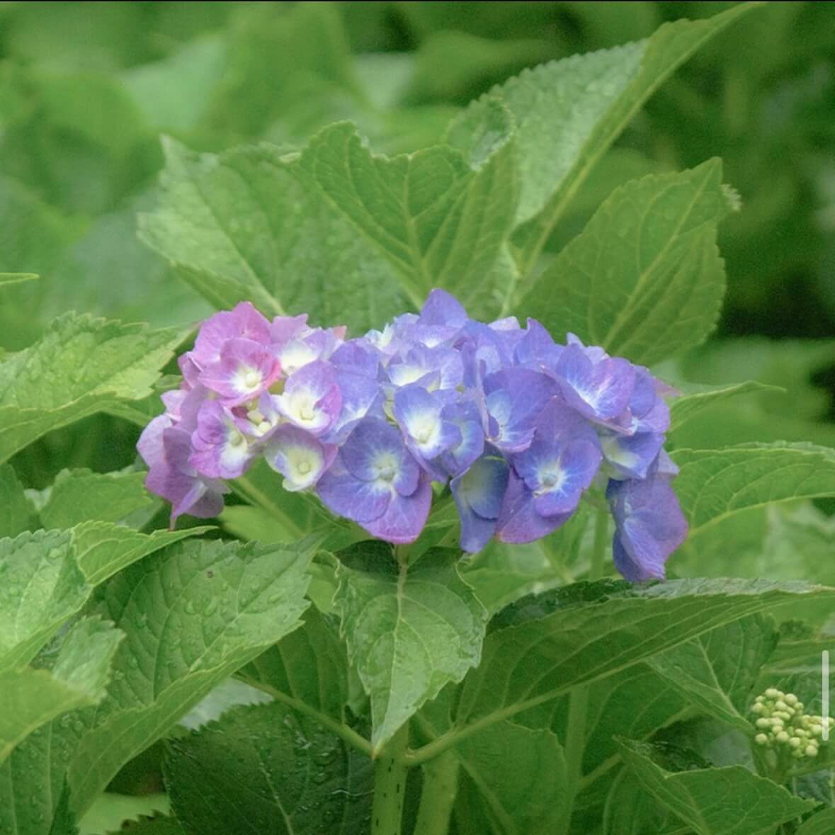강진수국길축제