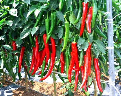 고추병충해 종류 사진 방재, 역병 탄저병 바이러스병 풋마름병