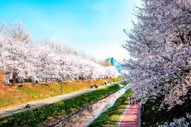 2025년 벚꽃 개화시기