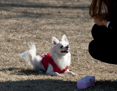 코로나 이후 반려동물 치료 증가