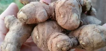 강황 재배 따뜻한 온도 보온 피복 수확 건조_6