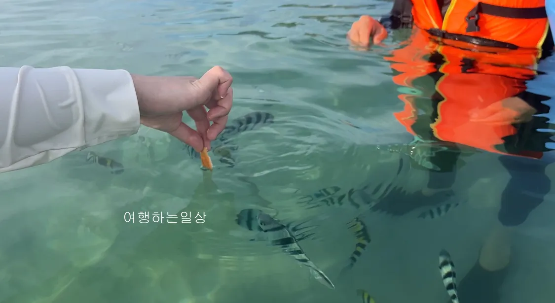 10월-부모님-모시고-나트랑-여행-아미아나리조트-프라이빗비치-스노클링-추천,물고기-먹이,수영복-꿀팁