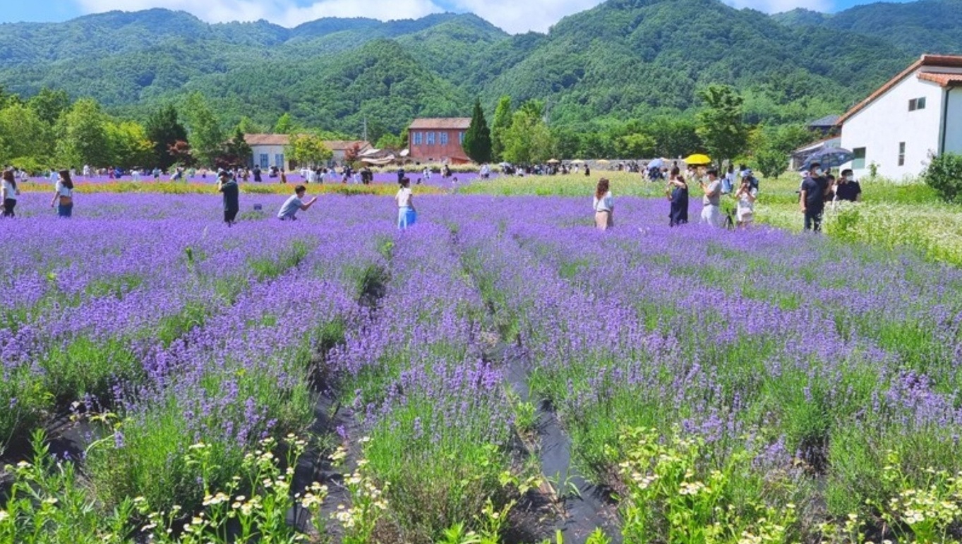 하늬라벤더팜 이미지