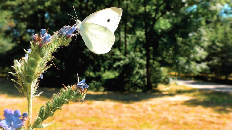 하얀 나비 꿈 해몽