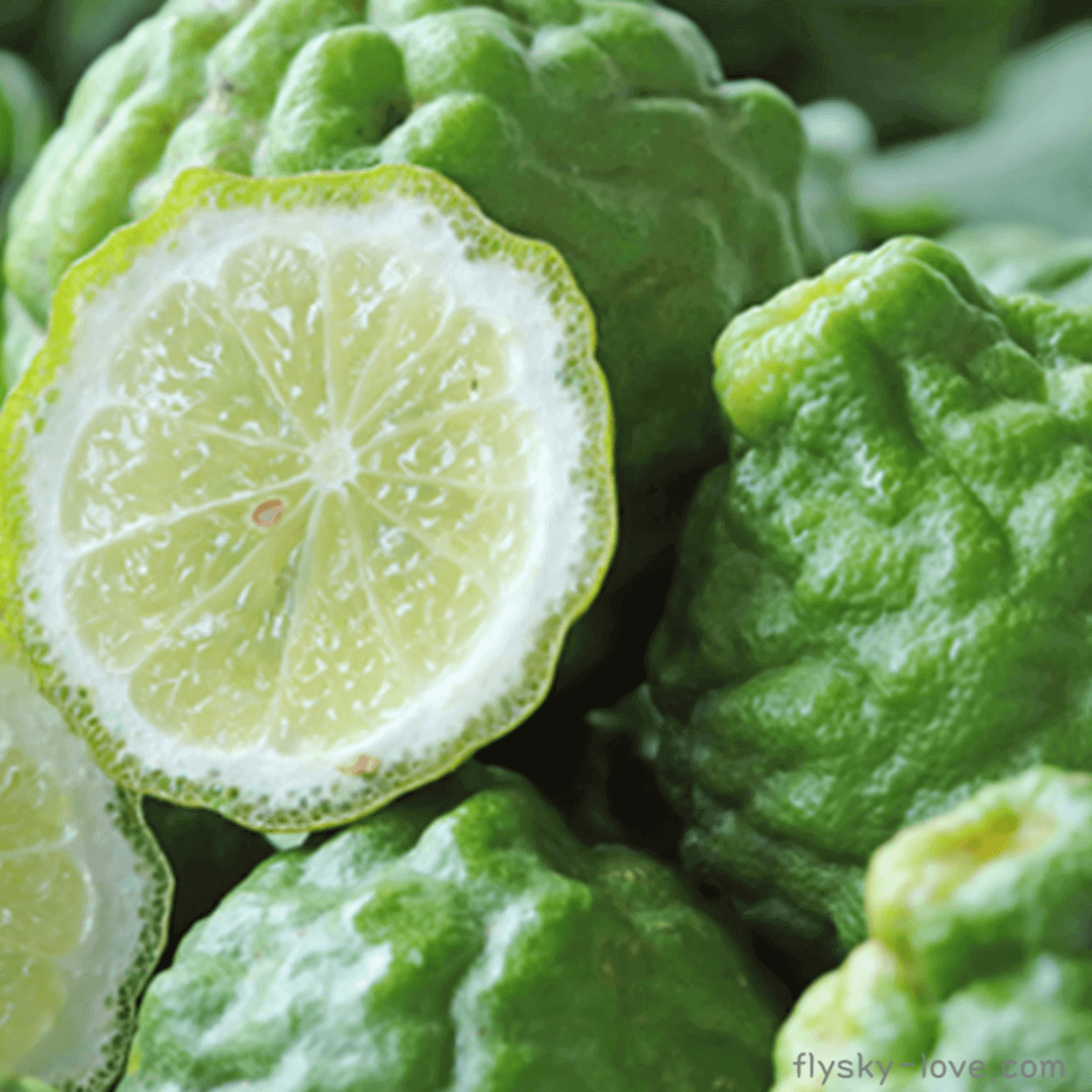베르가못 (bergamot) 오일 활용법
