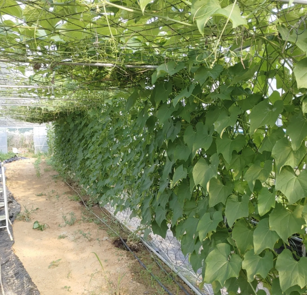 조연농장 차요테