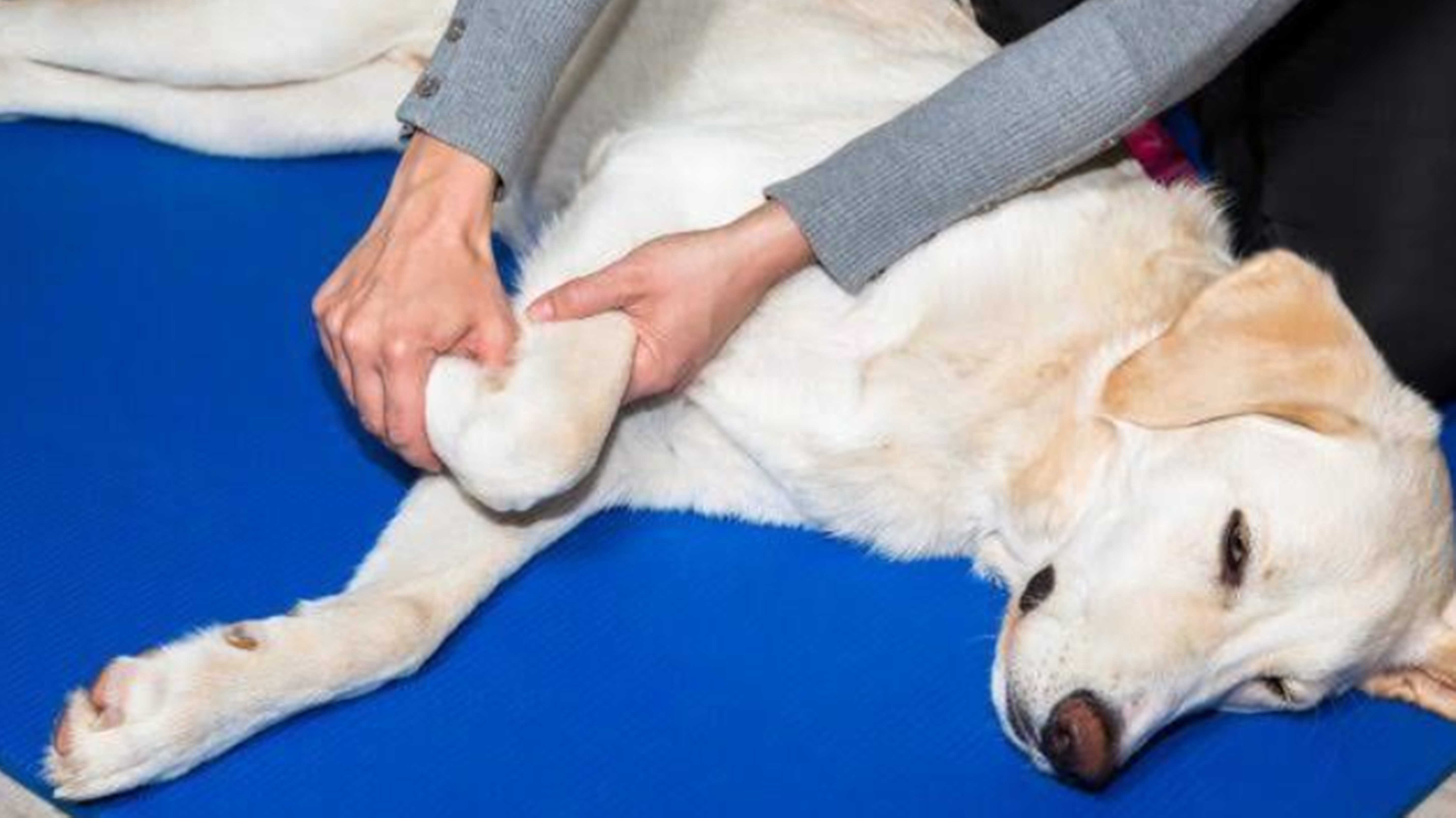 강아지다리마사지