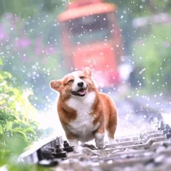 네글자 동물이름과 어려운 동물이름 모음 정리_19