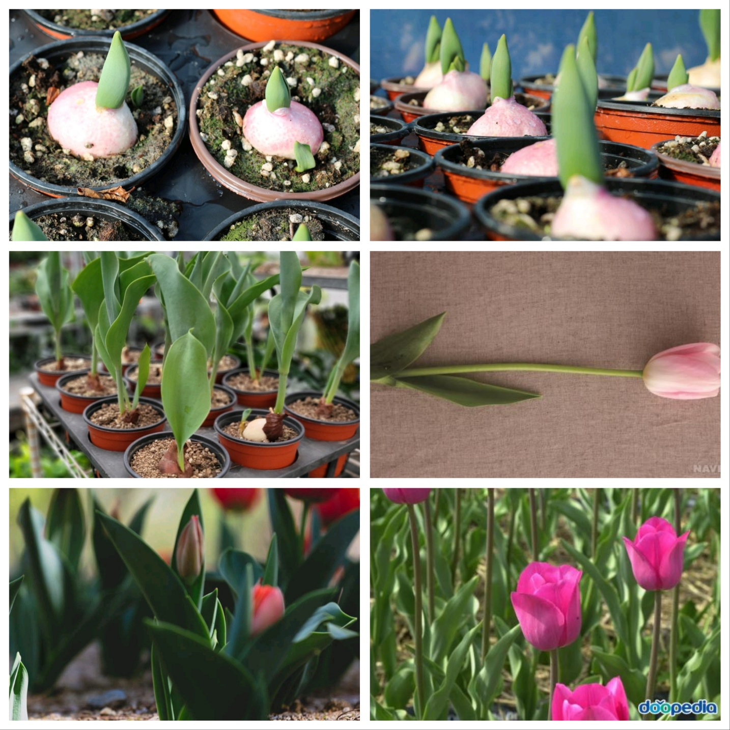 튤립구근과튤립