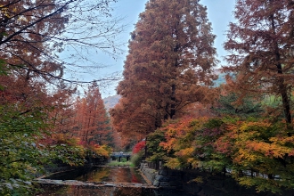 당일치기/가을/힐링/여행/대전/장태산자연휴양림/메타세쿼이아/스카이워크
