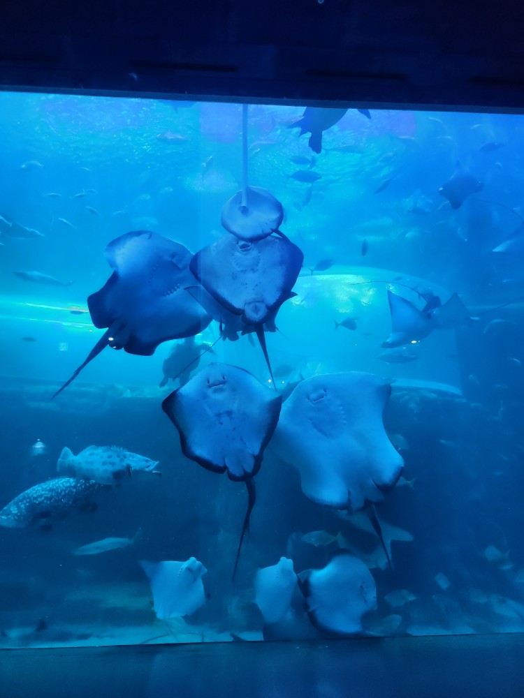 가오리가 생선을 먹는 모습