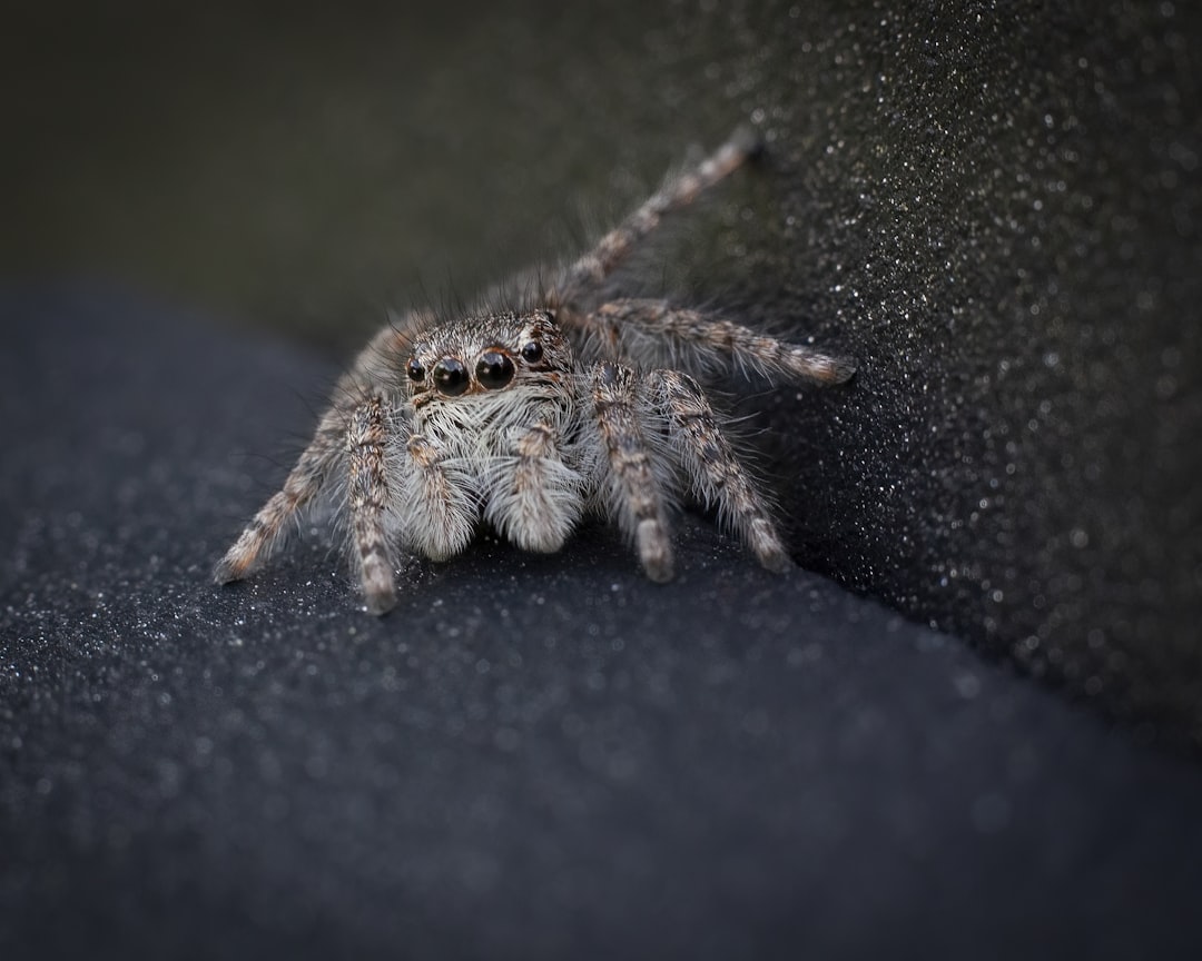 Spider