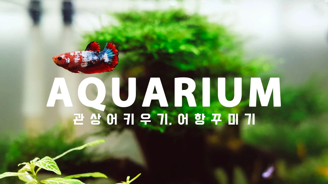 관상어 카테고리