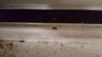 베란다 벌레 완벽 차단 방법과 여름철 실내 해충 예방 꿀팁_9