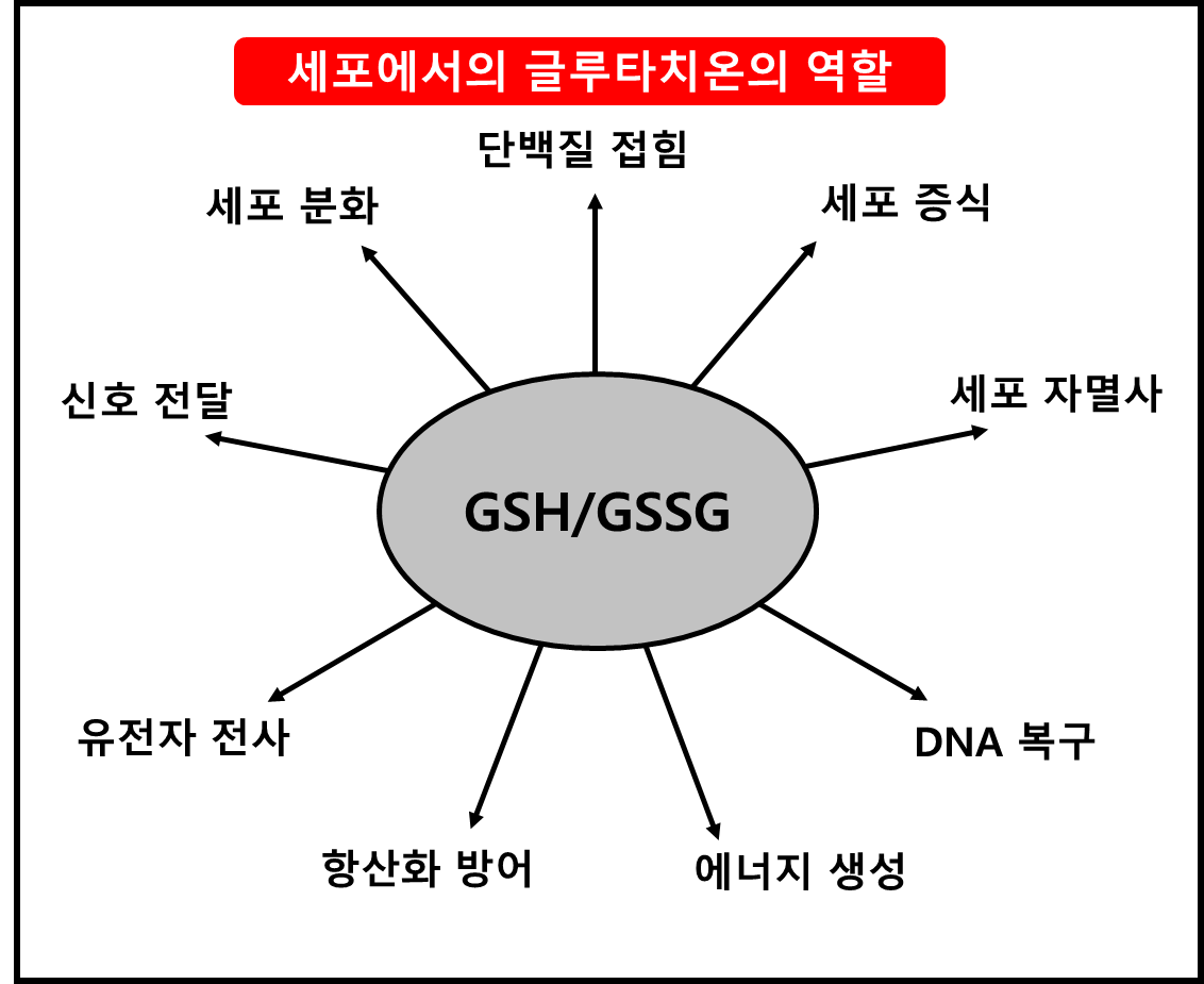 세포에서의 글루타치온의 역할