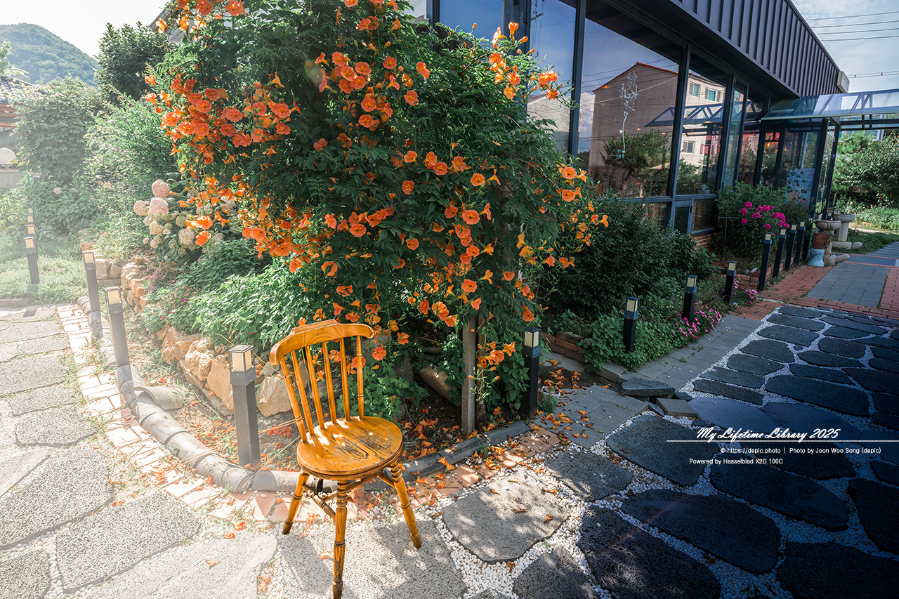 #청주 #카페 #향기나무커피 #능소화 #의자