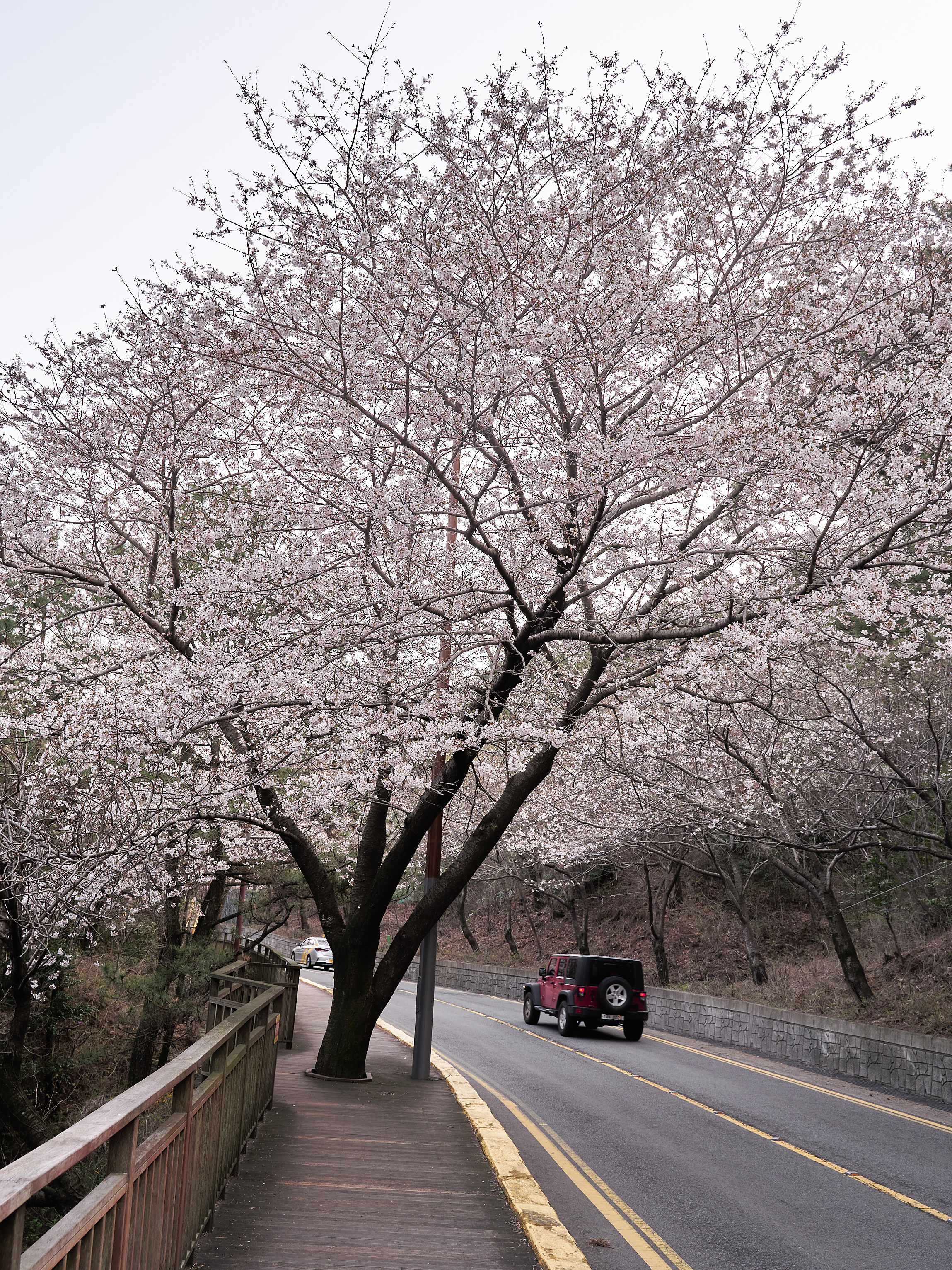 달맞이벚꽃