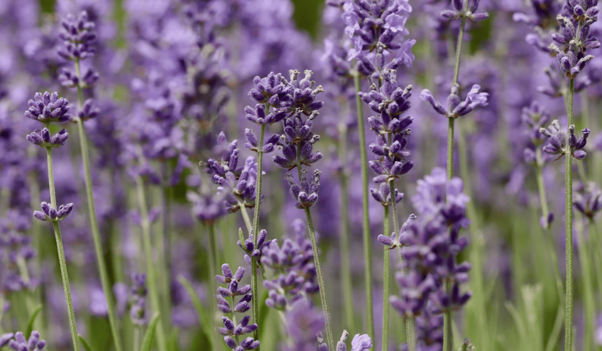 당뇨에_좋은_약초_10