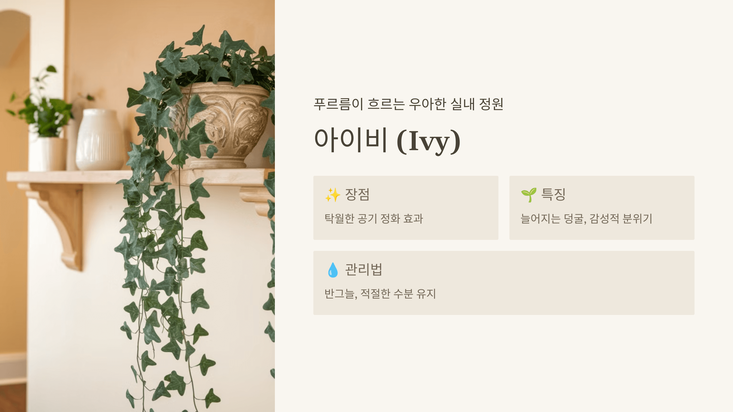 아이비 (Ivy)