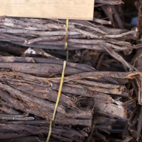 느릅나무 뿌리의 껍질을 벗긴 유근피