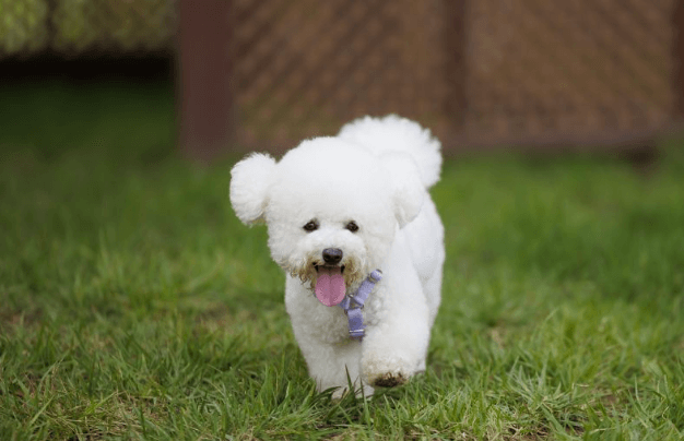 마포구 반려동물 캠핑장