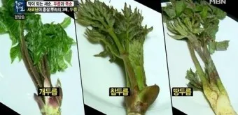 개두릅 참두릅 차이 섭취방법_2