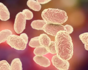 백일해 증상 및 예방접종 가격 총정리 2025