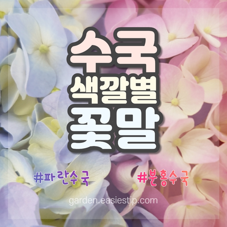 수국꽃말
