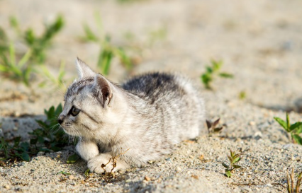 모래 위에 있는 새끼 고양이.