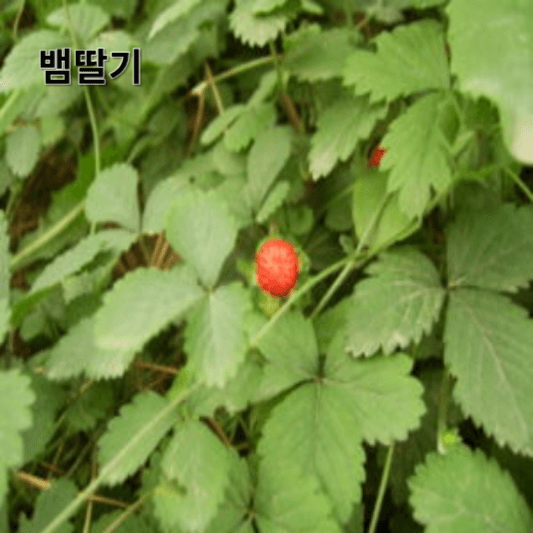 뱀딸기의 영양소 및 효능, 채취방법, 요리 레시피