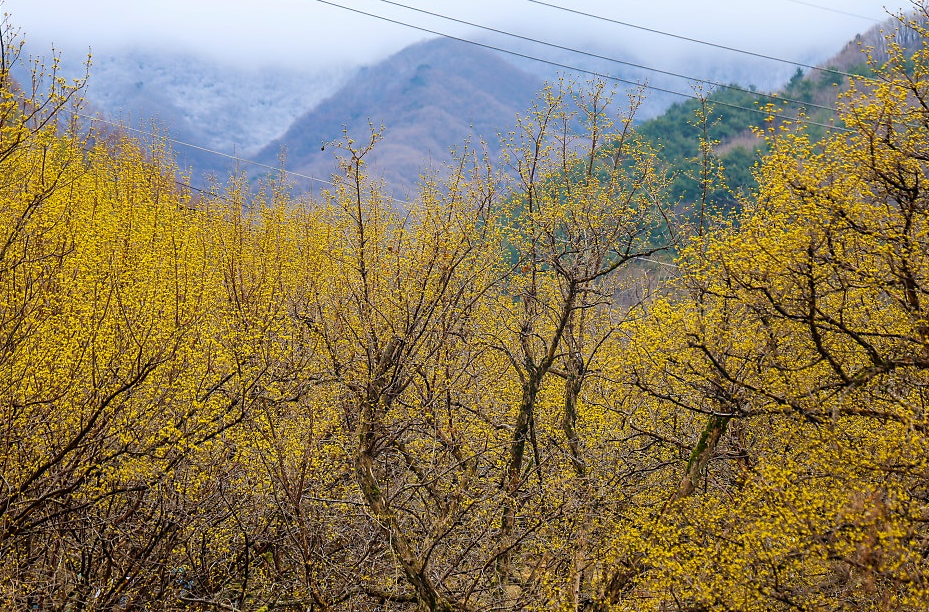 구례 산수유 축제