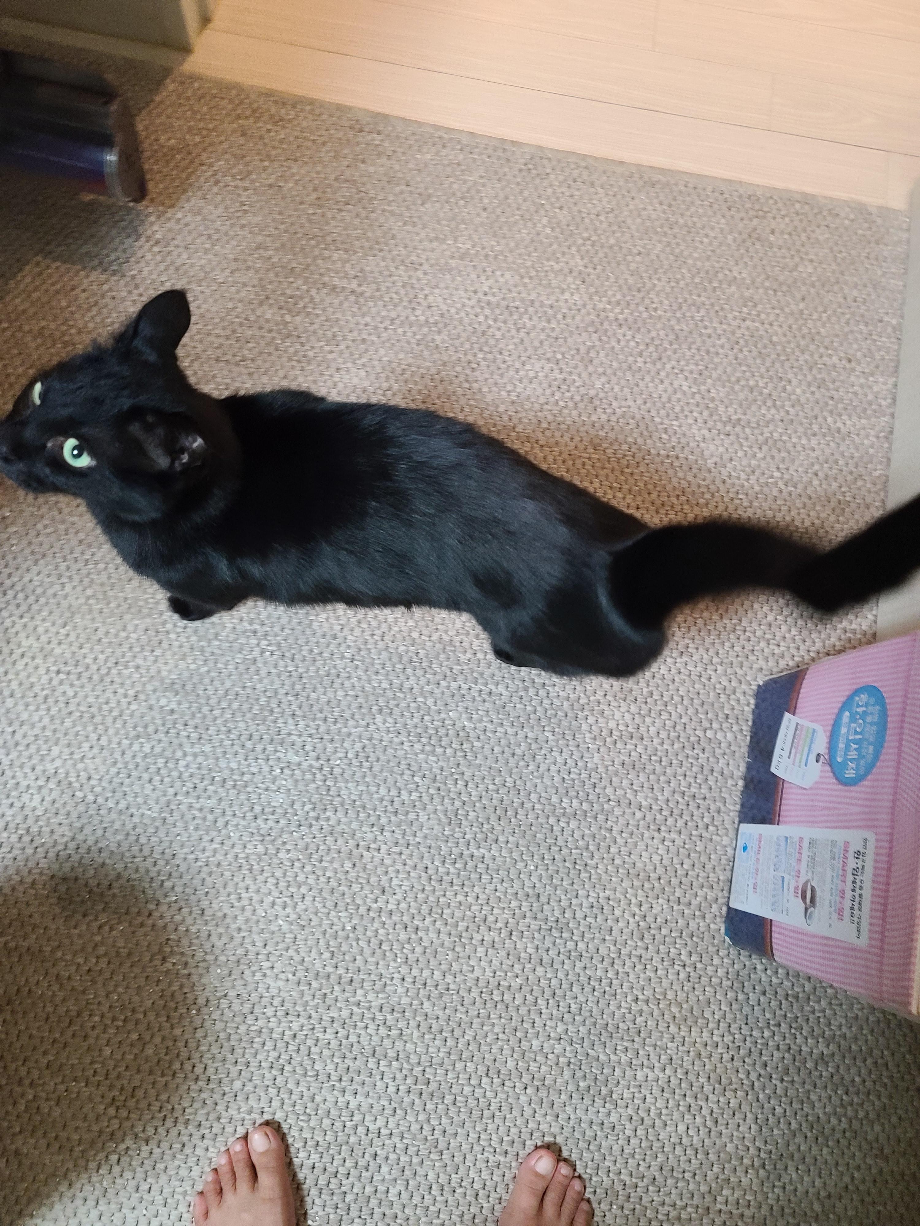 5월 1일 고양이들 모래 화장실전체갈이!(feat. 바우젠)